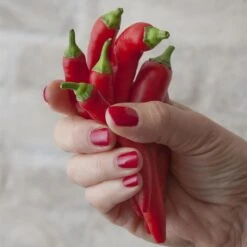 Blu Bio Chilipflanze Zwerg-Chili, Topf-Ø 12 Cm, 3er Set -Gartentopf Geschäft 1620330132 Blu Bio Zwerg Chili mit Fruechte T12 3er Set extra scharf 1 124309