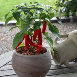 Blu Bio Chilipflanze Zwerg-Chili, Topf-Ø 12 Cm, 3er Set -Gartentopf Geschäft 1620330132 Blu Bio Zwerg Chili mit Fruechte T12 3er Set extra scharf 6 124307