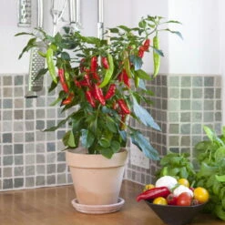 Blu Bio Chilipflanze Zwerg-Chili, Topf-Ø 12 Cm, 3er Set -Gartentopf Geschäft 1620330132 Blu Bio Zwerg Chili mit Fruechte T12 3er Set extra scharf 9 124306