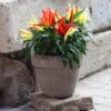 Blu Bio Paprikapflanze 'Paprikaños', Topf-Ø 15 Cm, 3er Set -Gartentopf Geschäft 1620330135 Blu Bio Paprikanos T15 3er Set mit Fruechte 7 124321