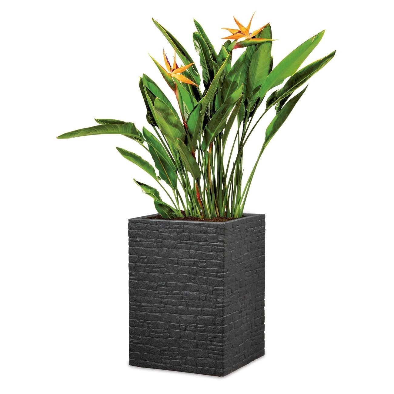 Pflanzgefäß 'Muretto High', Schwarz, L 26 X B 26 X H 60 Cm 3 Pflanzgefäß 'Muretto High', Schwarz, L 26 X B 26 X H 60 Cm