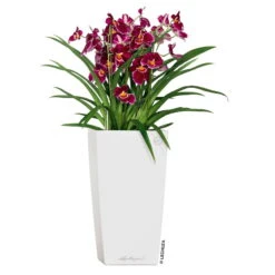 LECHUZA Cubico Premium 40, Weiß Hochglanz, All-in-One-Set, 40 X 40, H:75 Cm 9 LECHUZA Cubico Premium 40, Weiß Hochglanz, All-in-One-Set, 40 X 40, H:75 Cm -Gartentopf Geschäft 3325100114 CubicoPremium22 weiss All in One Set 22x22x41cm RGB 2 7572 1