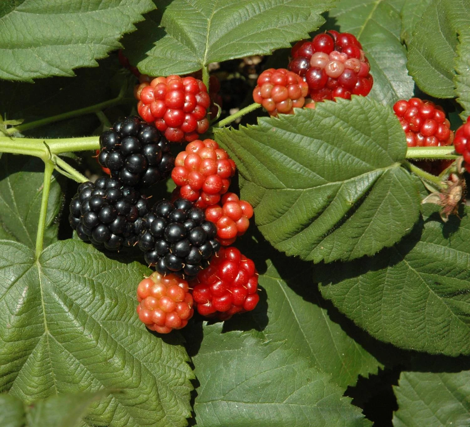 Bio-Beeren-Dünger Mit Schafwolle, Compo, 2 Kg 4 Bio-Beeren-Dünger Mit Schafwolle, Compo, 2 Kg – Bild 2