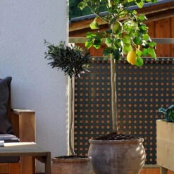 Zitronenbaum, Mini-Stamm, Topf-Ø 15 Cm, Höhe Ca. 40 Cm -Gartentopf Geschäft citrus mediterrane kuebelpflanze 1712052826 78742