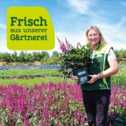 Bio Flammenblume 'Franz Schubert' Hellviolett, Topf-Ø 11 Cm, 3er-Set 16 Bio Flammenblume 'Franz Schubert' Hellviolett, Topf-Ø 11 Cm, 3er-Set -Gartentopf Geschäft frau setz eigenproduktion 35
